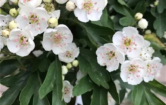 Crataegus monogyna 'Compacta'