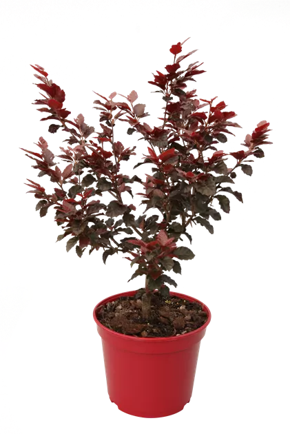 Fagus sylvatica 'Purpurea Nana'