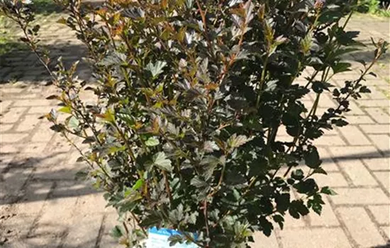 Physocarpus opulifolius 'Tiny Wine' -R-