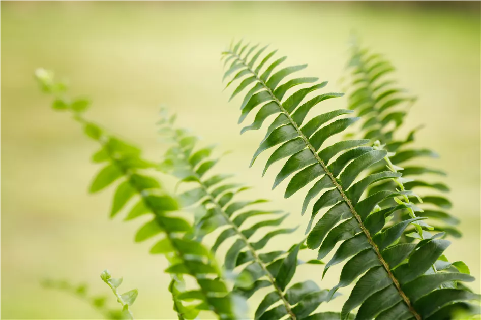 grüner farn Grüner Farn „Zelená dáma“ (Nephrolepis) – 30–80 cm - Ø20cm main image 1