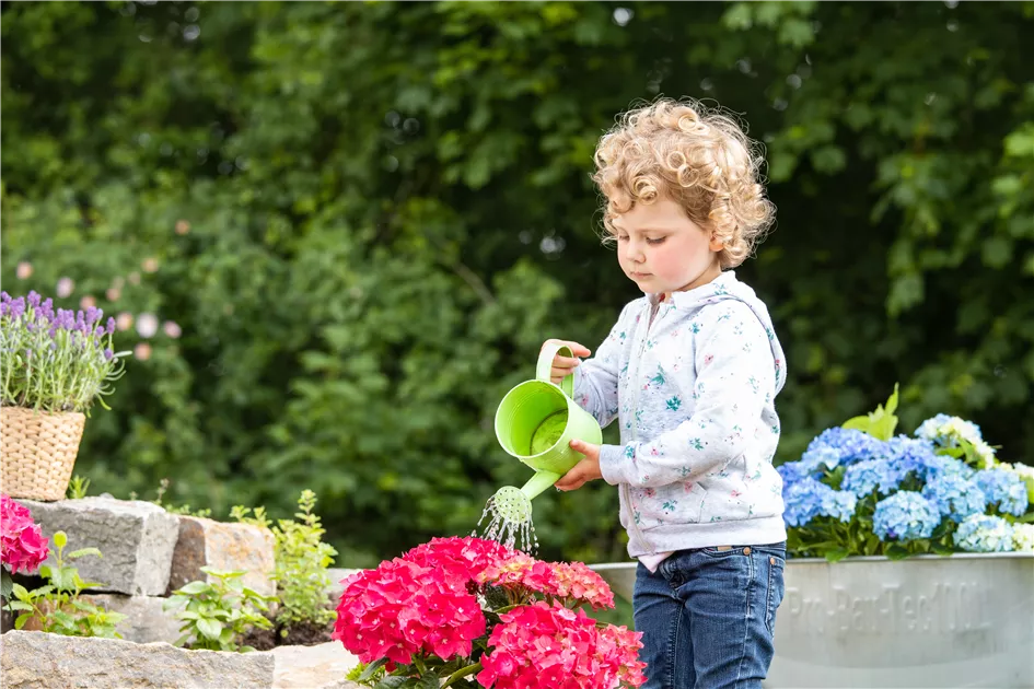 Fr bunte Bltenpracht Hortensien pflegen und richtig dngen -  GartenBaumschule Becker