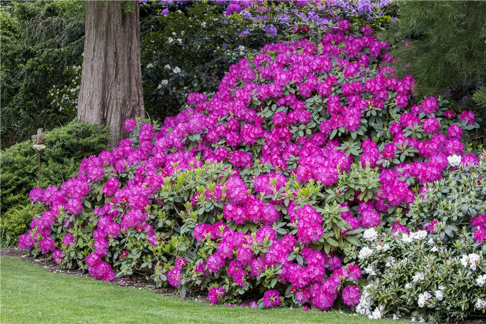 Rhododendron schneiden und pflegen  so gelingt es - GartenBaumschule Becker