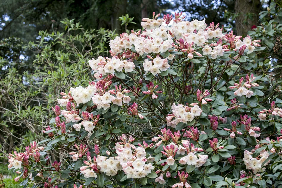 Rhododendron schneiden und pflegen  so gelingt es - GartenBaumschule Becker