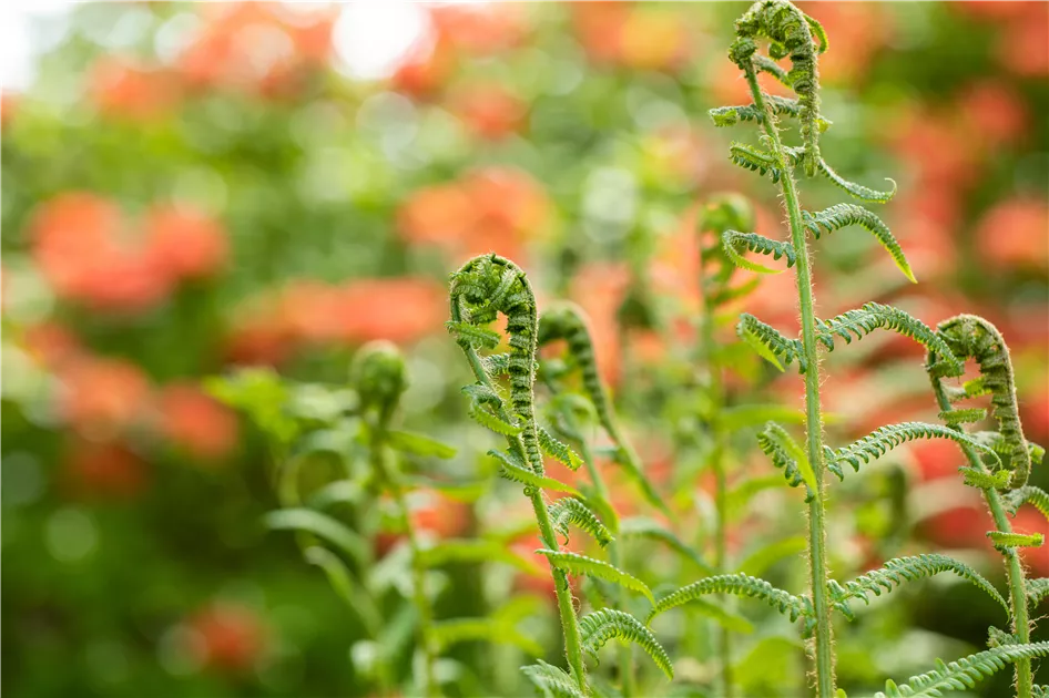 Der richtige Umgang mit giftigen Farnen im Garten - GartenBaumschule Becker