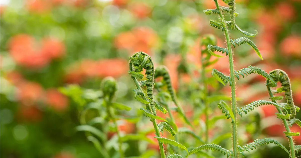 Der richtige Umgang mit giftigen Farnen im Garten - GartenBaumschule Becker