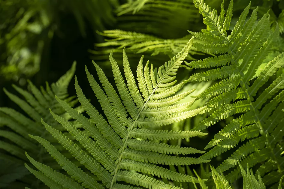 Der richtige Umgang mit giftigen Farnen im Garten - GartenBaumschule Becker