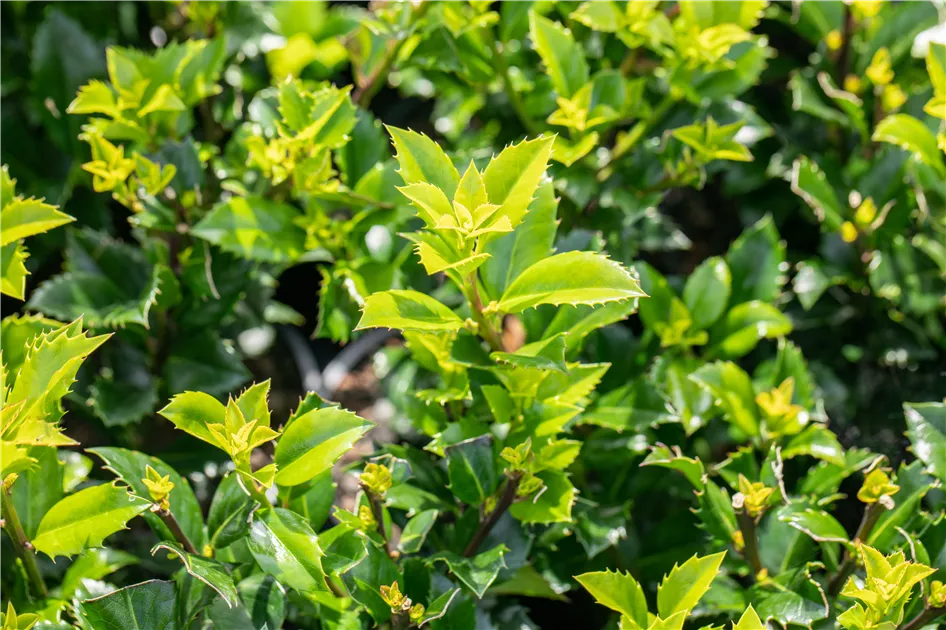Gut geschtzt  Hecken pflanzen und den Garten ungestrt genieen -  GartenBaumschule Becker