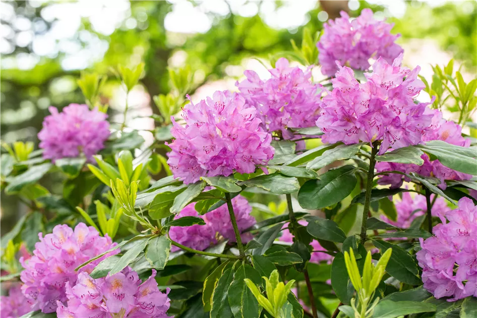 Schn und anspruchsvoll: Rhododendron pflanzen im eigenen Garten -  GartenBaumschule Becker