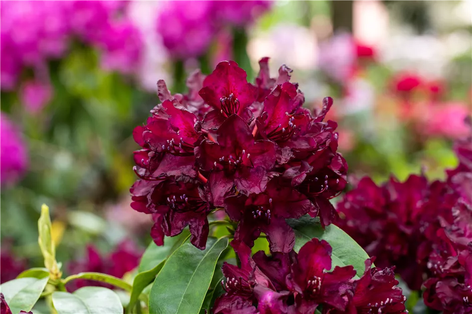 Schn und anspruchsvoll: Rhododendron pflanzen im eigenen Garten -  GartenBaumschule Becker