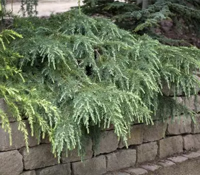 Cedrus deodara 'Feeling Blue'