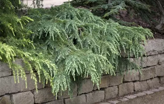 Cedrus deodara 'Feeling Blue'
