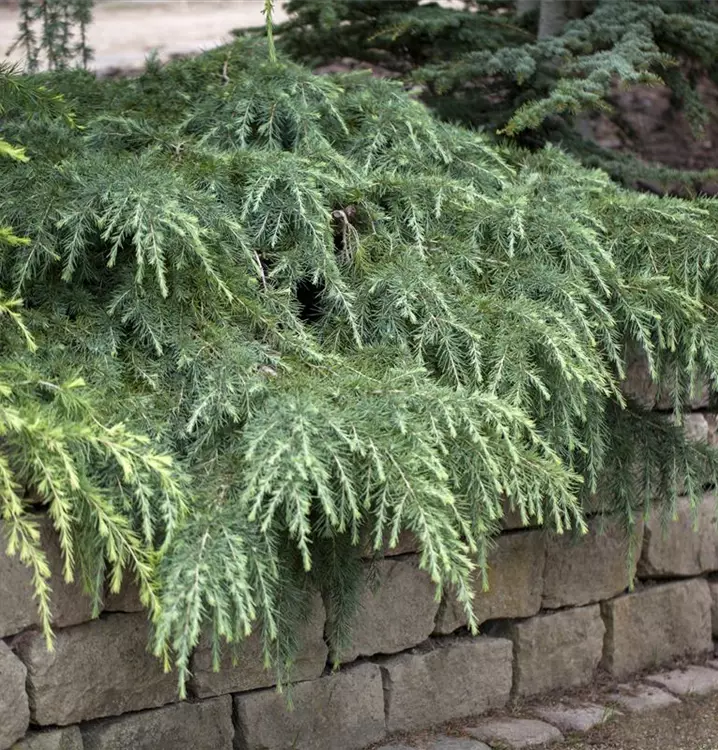 Himalaya-Zeder 'Feeling Blue'