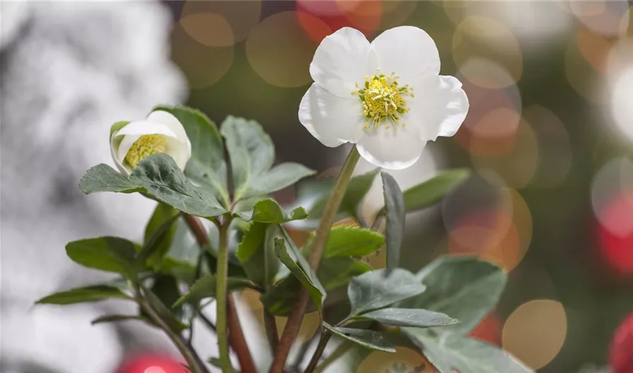 Helleborus niger