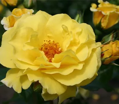 Rosa 'Lichtkönigin Lucia' -R- STR