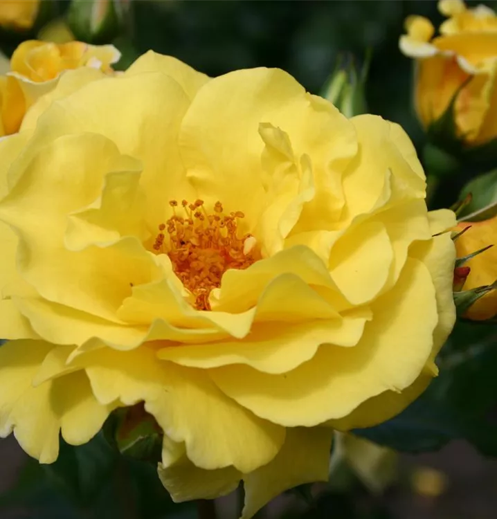 Strauchrose 'Lichtkönigin Lucia' -R-