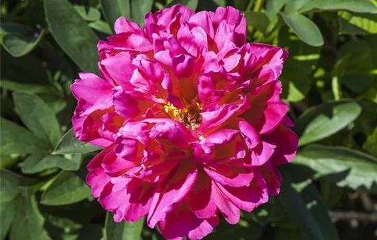 Paeonia suffruticosa i.S.