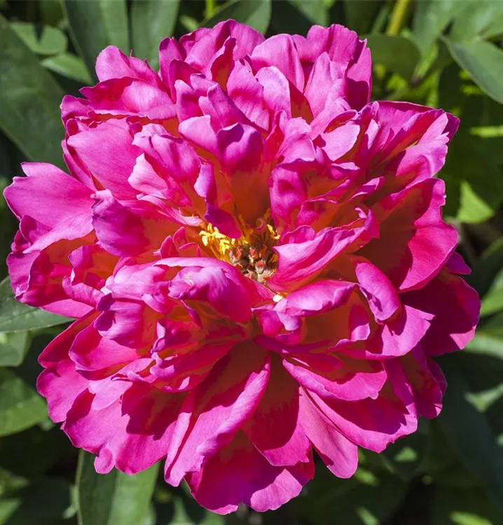 Strauch-Pfingstrose i.S.