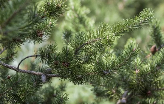 Pinus banksiana 'Arktis'