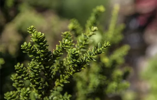 Taxus cuspidata 'Amersfoort'