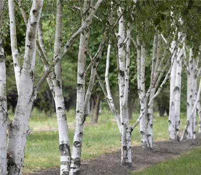 Betula utilis