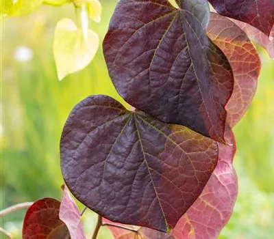 Cercis canadensis 'Ruby Falls' -R-