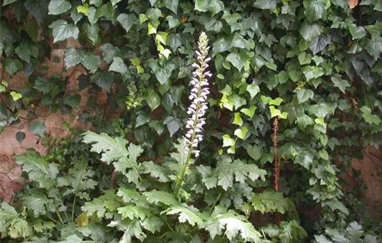 Acanthus mollis