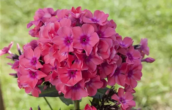 Phlox pan.'Flame Pink' -R-