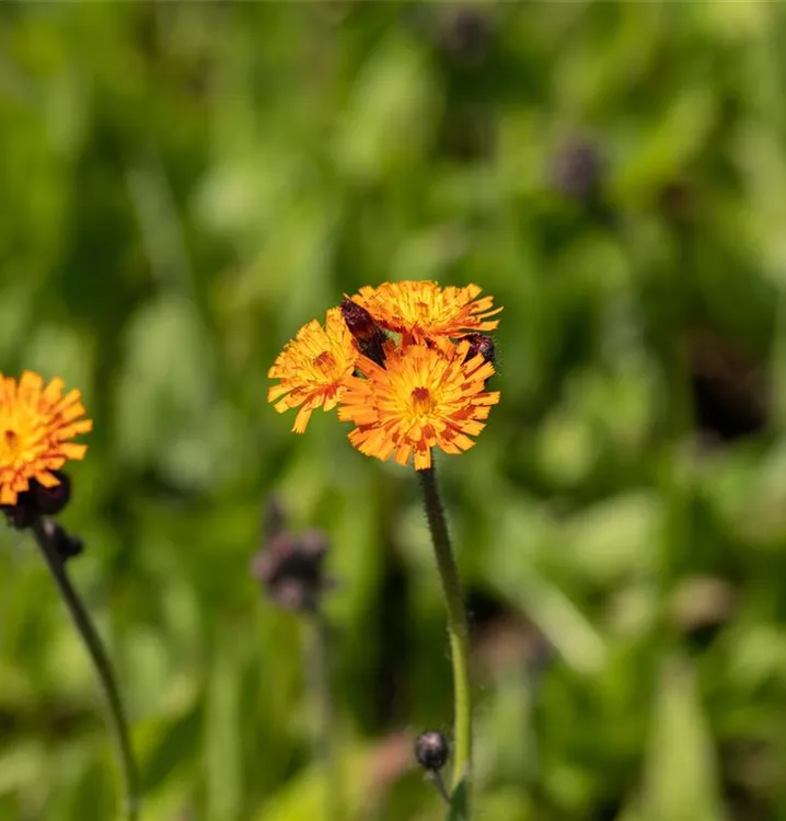 Orangerotes Habichtskraut