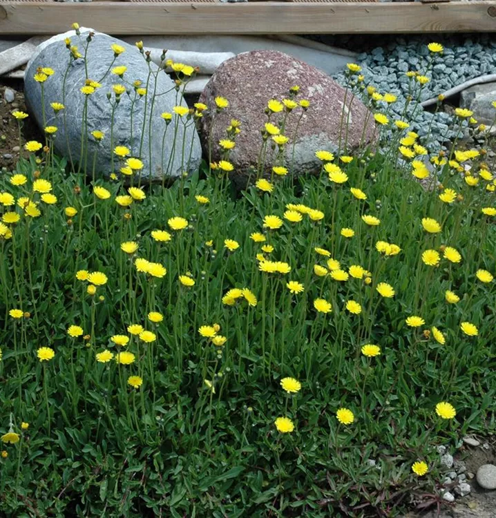 Kleines Habichtskraut