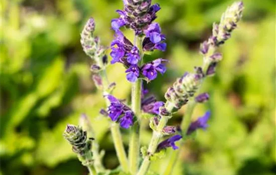 Salvia nemorosa 'Marcus' -R-