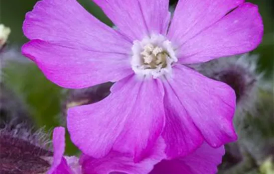 Silene schafta