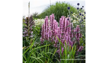 Gartenbaumschule Becker