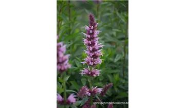 Gartenbaumschule Becker