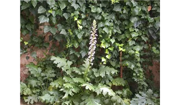 Gartenbaumschule Becker