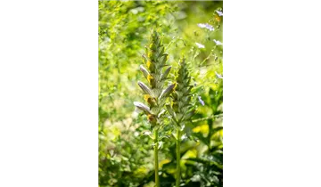 Gartenbaumschule Becker