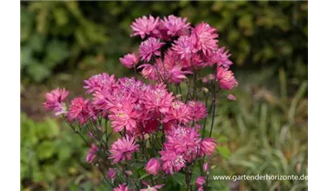 Gartenbaumschule Becker