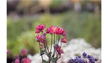 Gartenbaumschule Becker