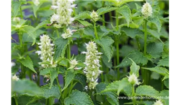 Gartenbaumschule Becker