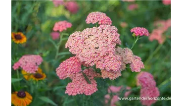 Gartenbaumschule Becker