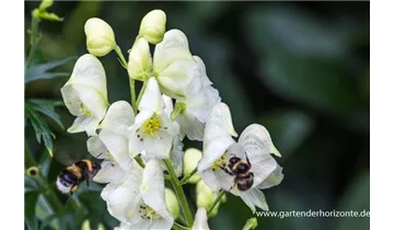 Gartenbaumschule Becker