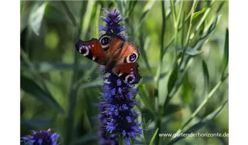 Gartenbaumschule Becker