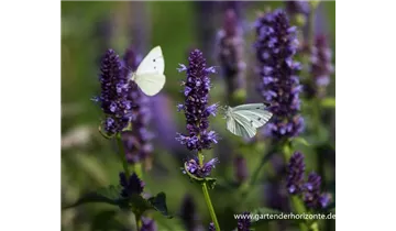 Gartenbaumschule Becker