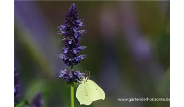 Gartenbaumschule Becker