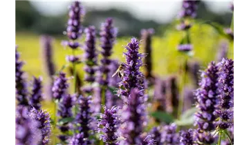 Gartenbaumschule Becker