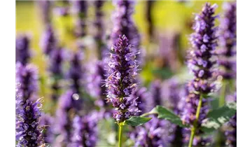 Gartenbaumschule Becker