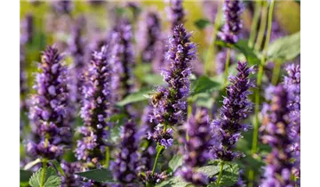 Gartenbaumschule Becker