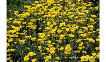 Gartenbaumschule Becker