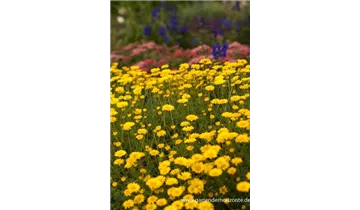 Gartenbaumschule Becker