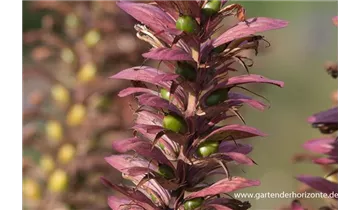 Gartenbaumschule Becker