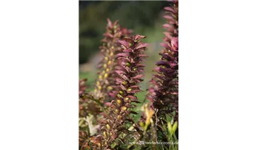 Gartenbaumschule Becker